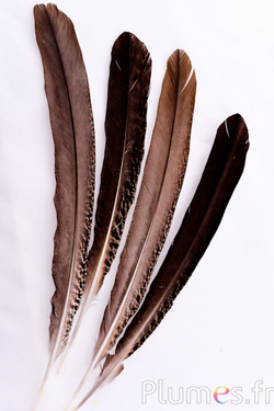 Paon violet - 35-40 cm - naturel